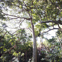 Guapuruvu
