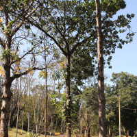 Jenipapo