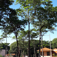 Jenipapo