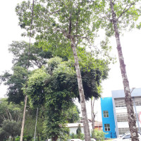Jenipapo